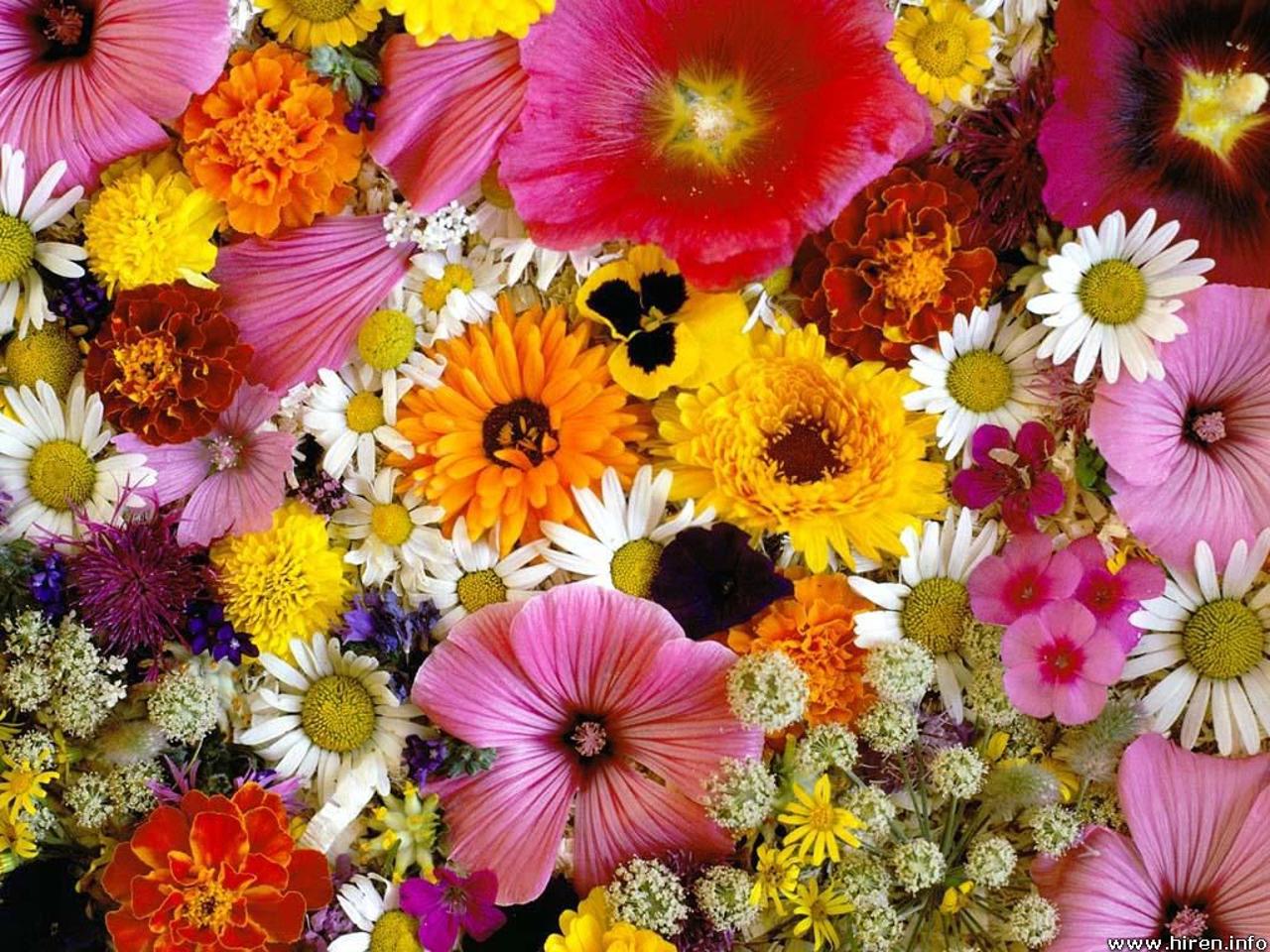 flowers for flower lovers.: Beautiful flowers wallpapers.