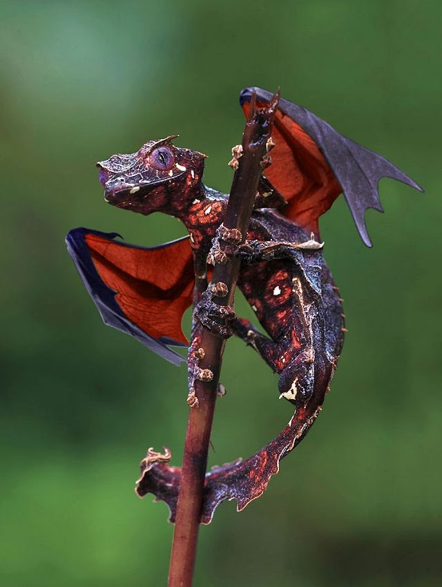 The Dragon Gecko-Satanic Leaf Tailed Gecko with Flying Fox wings