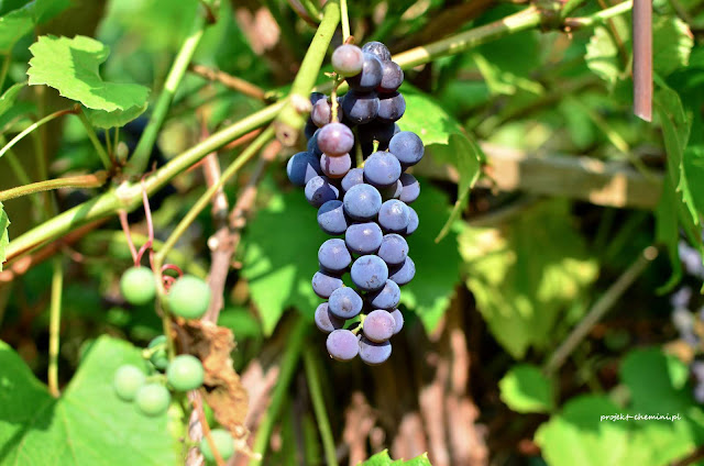 Dojrzewajacy winogron