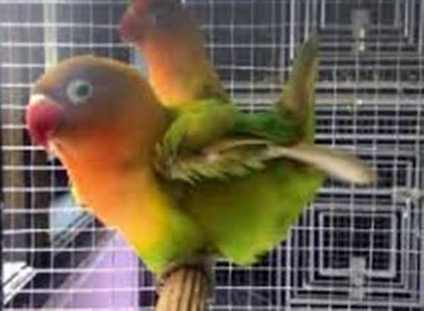 Apakah Lovebird Jantan Bisa Mbebek Atau Mesawat Pamankicau