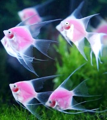 Peces Foto de peces de color rosado y con aletas largas
