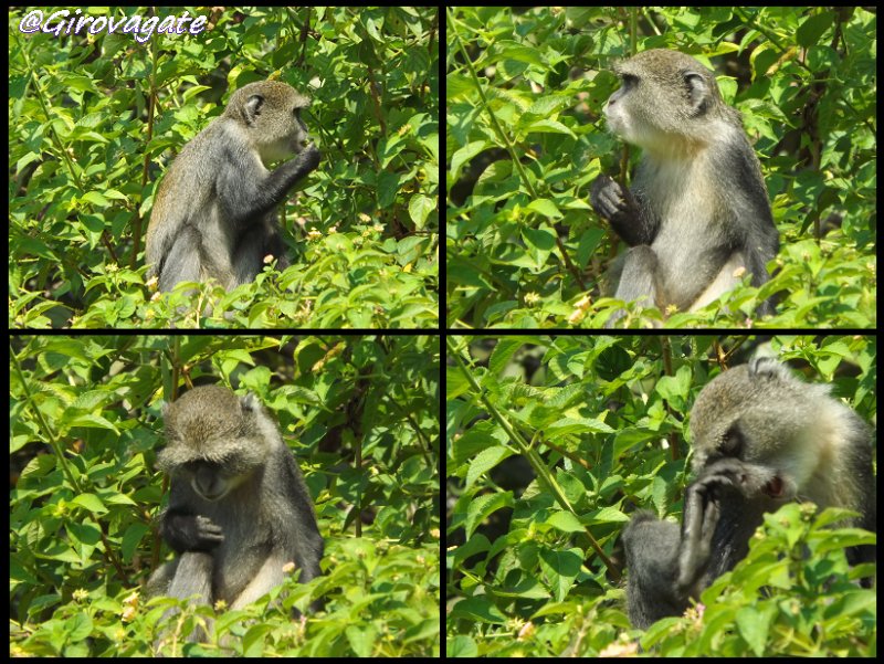 scimmie Red Colobus Jozani Zanzibar