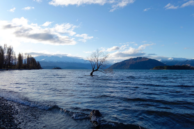 Lone Tree Wanaka Lake New Zealand