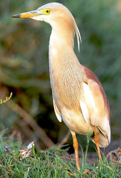 Indian birds - Indian pond heron - Ardeola grayii