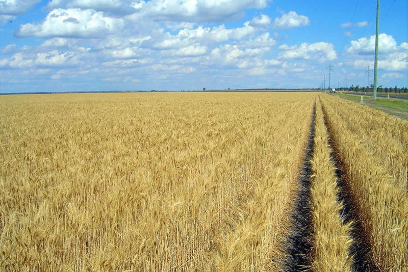 Plant Life Australian Agriculture