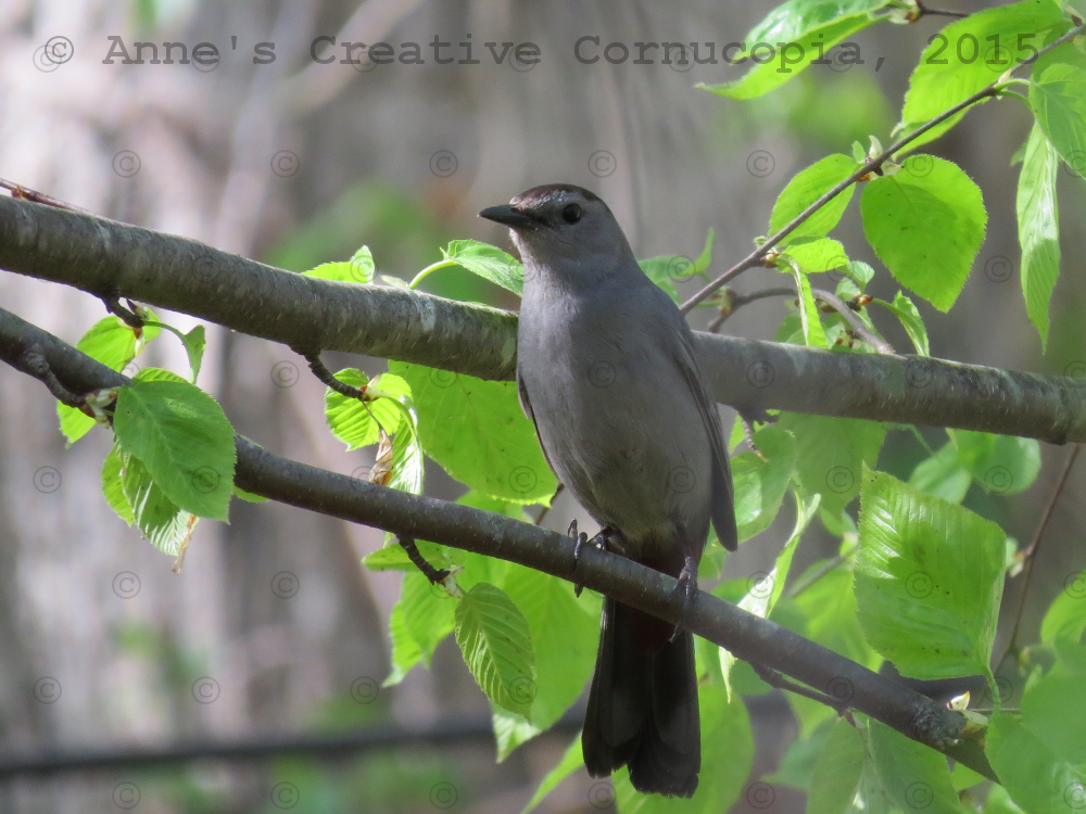 Anne's Creative Cornucopia "Grey Bird Black Cap" Photograph