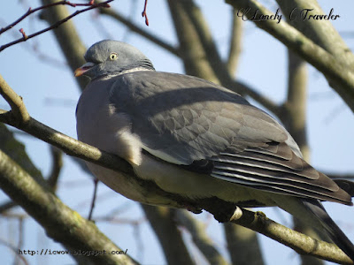 Common wood pigeon - Columba palumbus