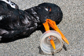 Burung yang mati karena salah mematuk plastik