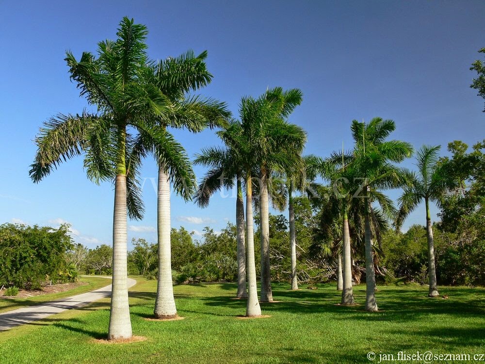 ongzi 39 s secretgarden royal family of palms adonidia christmas palm