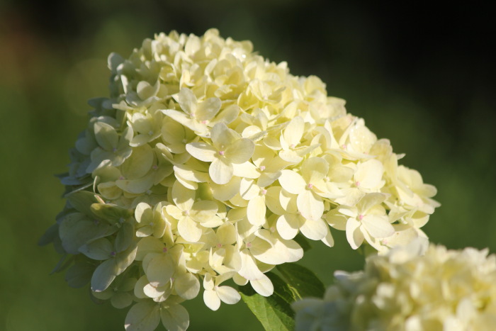 Roses Du Jardin Cheneland Hydrangea Paniculata Papillon