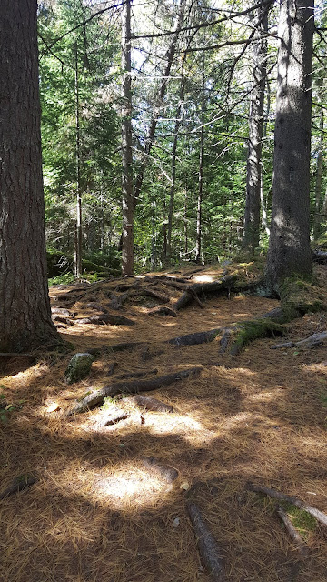 Un sentier tapissé d'aiguilles de pin