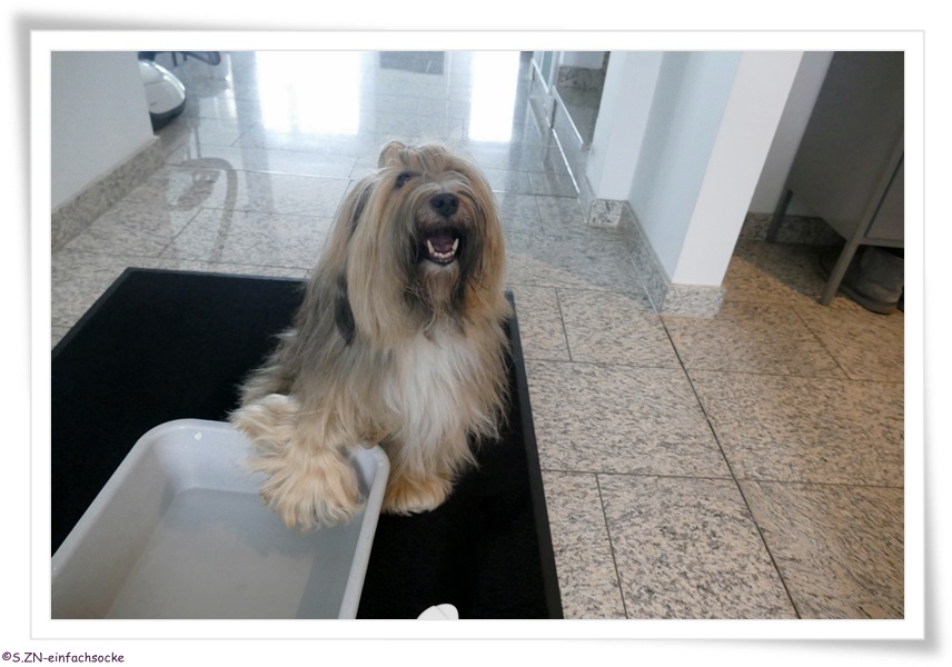 [Hundeblog] Einfach Socke Kennt Ihr noch Tilly?