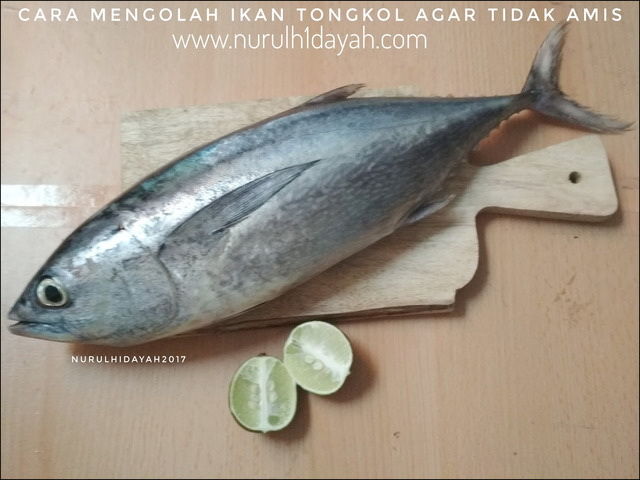 Gambar Ikan Tongkol Terbesar Harga Mahal dari Pesisir Laut