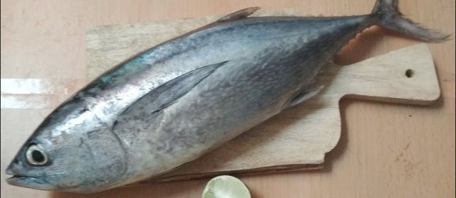 Gambar Ikan Tongkol Terbesar Harga Mahal dari Pesisir Laut