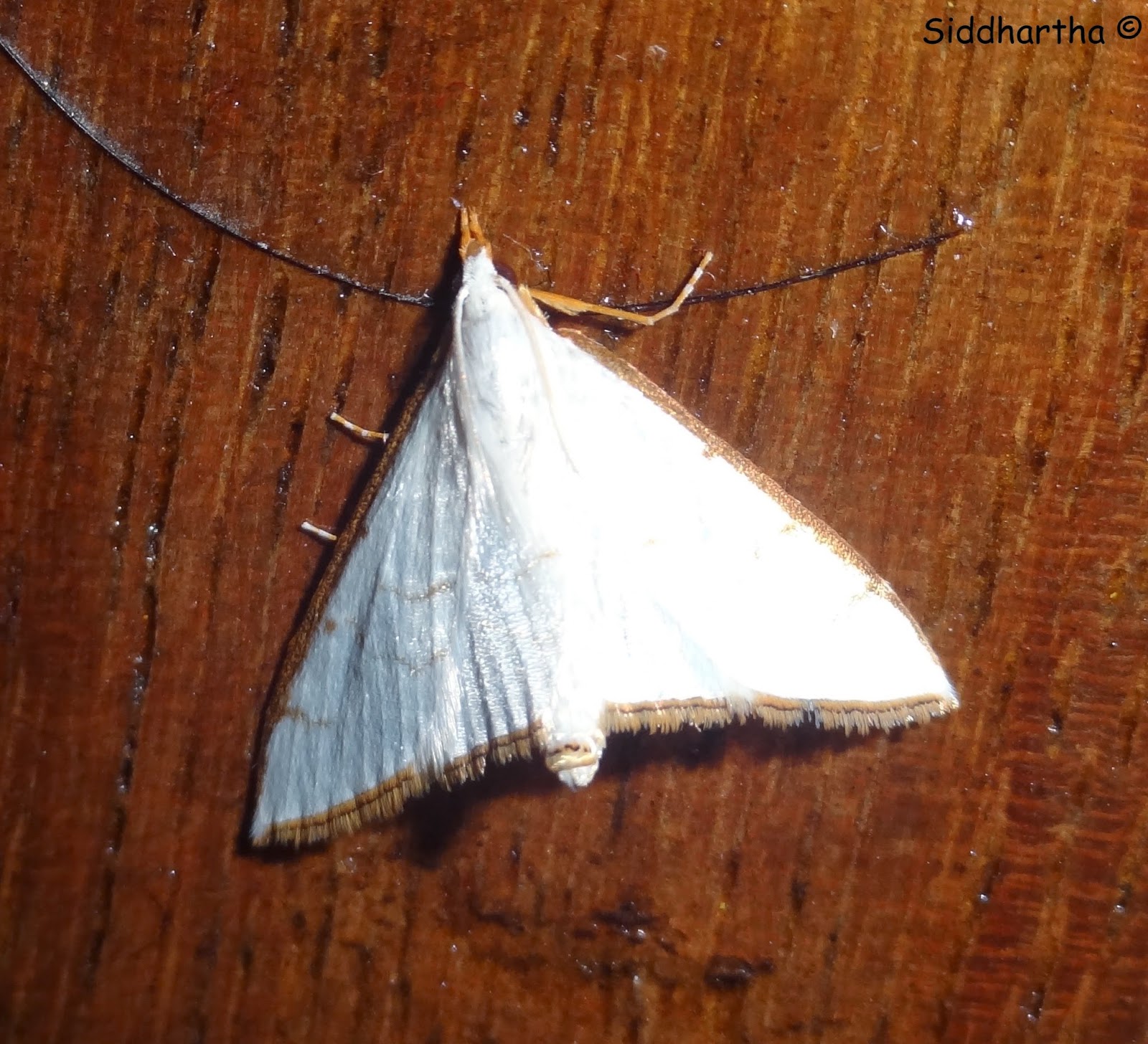 INSECTS OF ARUNACHAL PRADESH White and Orange Moth
