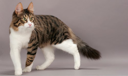 5 Cutest Cats That You Must Keep at Home 5 Cutest Cats That You Must Keep at Home
