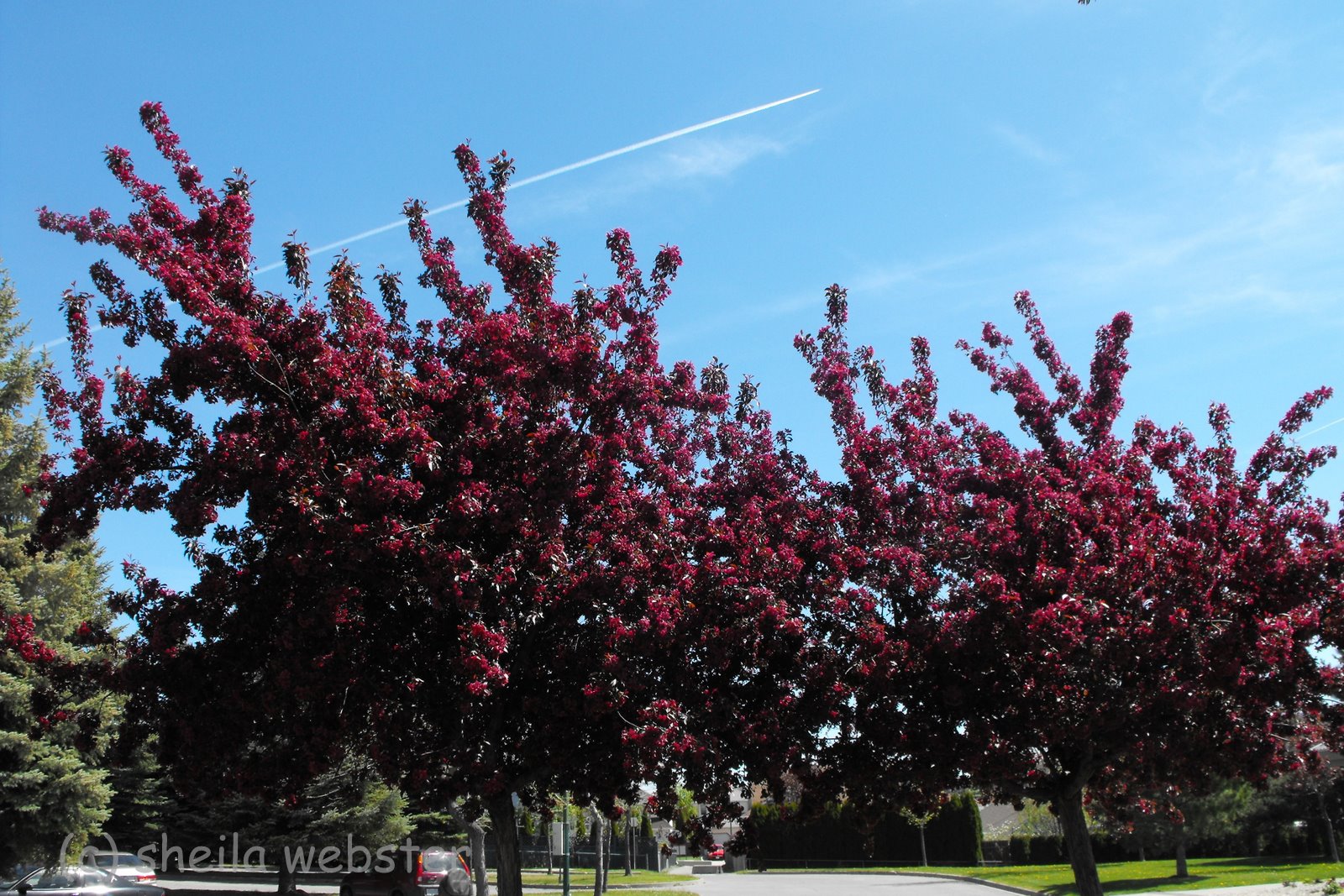 welovekamloops Springtime Spring Blossoms Kamloops, BC