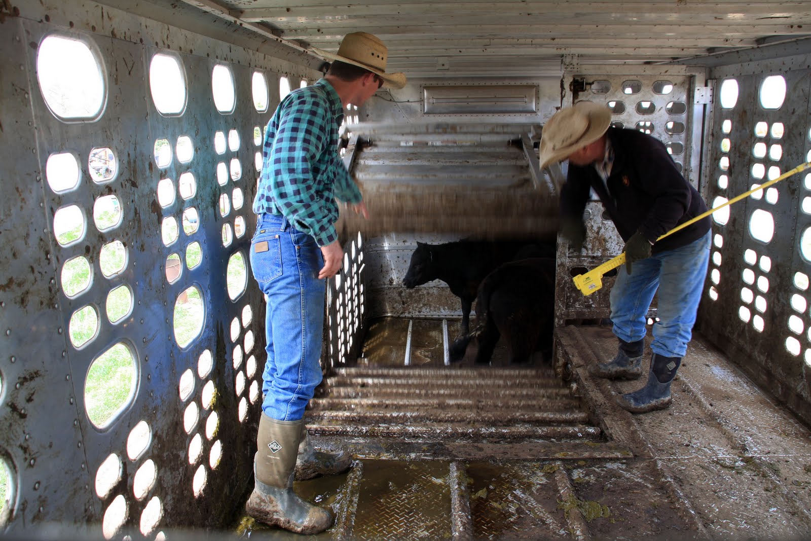 Double H Photography Pouring Steers