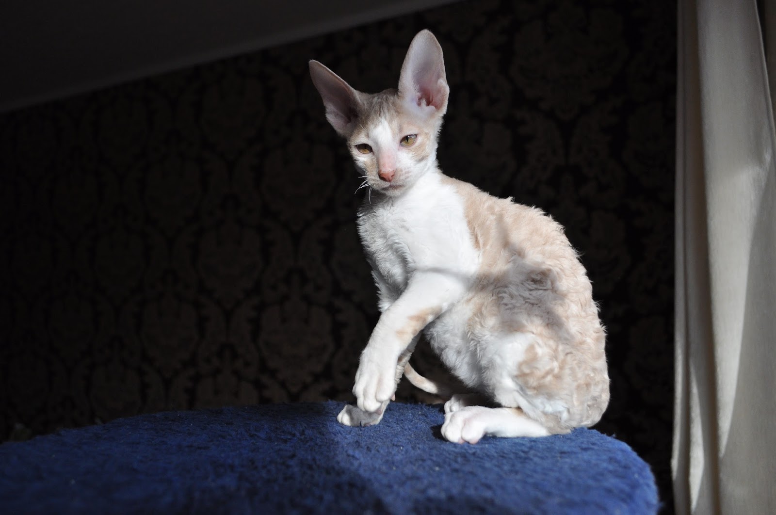 Оригинальные имена для мальчиков корниш рекса