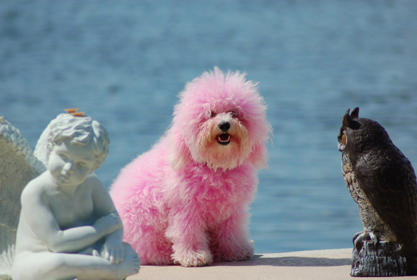 Про розовых собак. Розовый пудель. Розовая собака. Нежно розовый пудель. Пудель розовый живой.