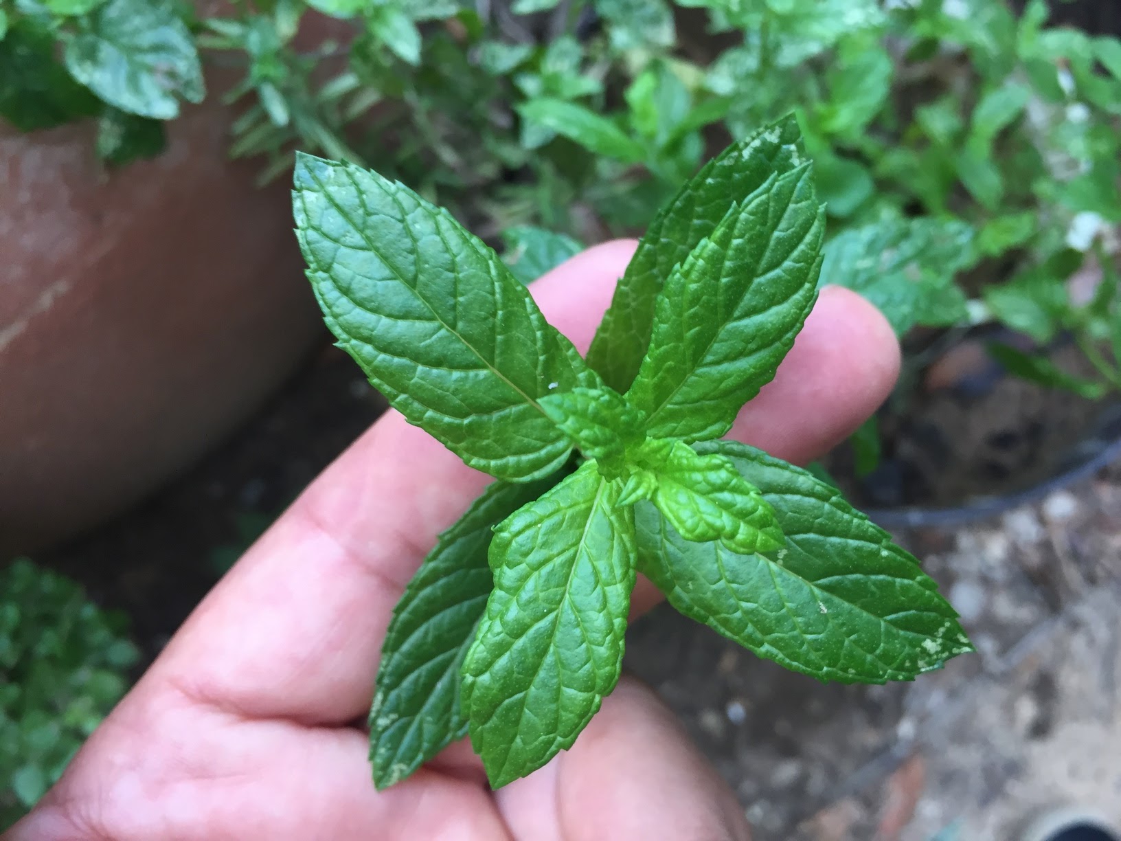 How To Grow Mint