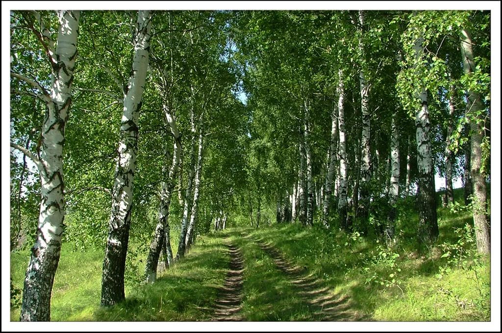 Березовая роща 2 б. Ккартина ф. Жк вера березовая роща-2 ярославль. Воронеж ул берёзовая роща в института. Берёзовая роща нижний новгород.