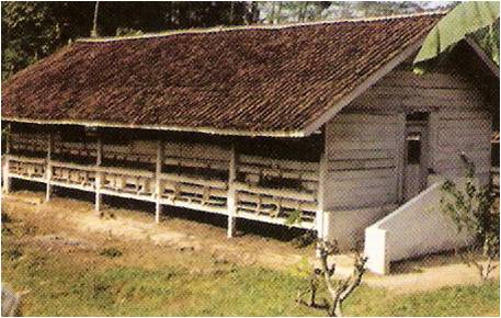 Ukuran Ideal Kandang Ayam Broiler