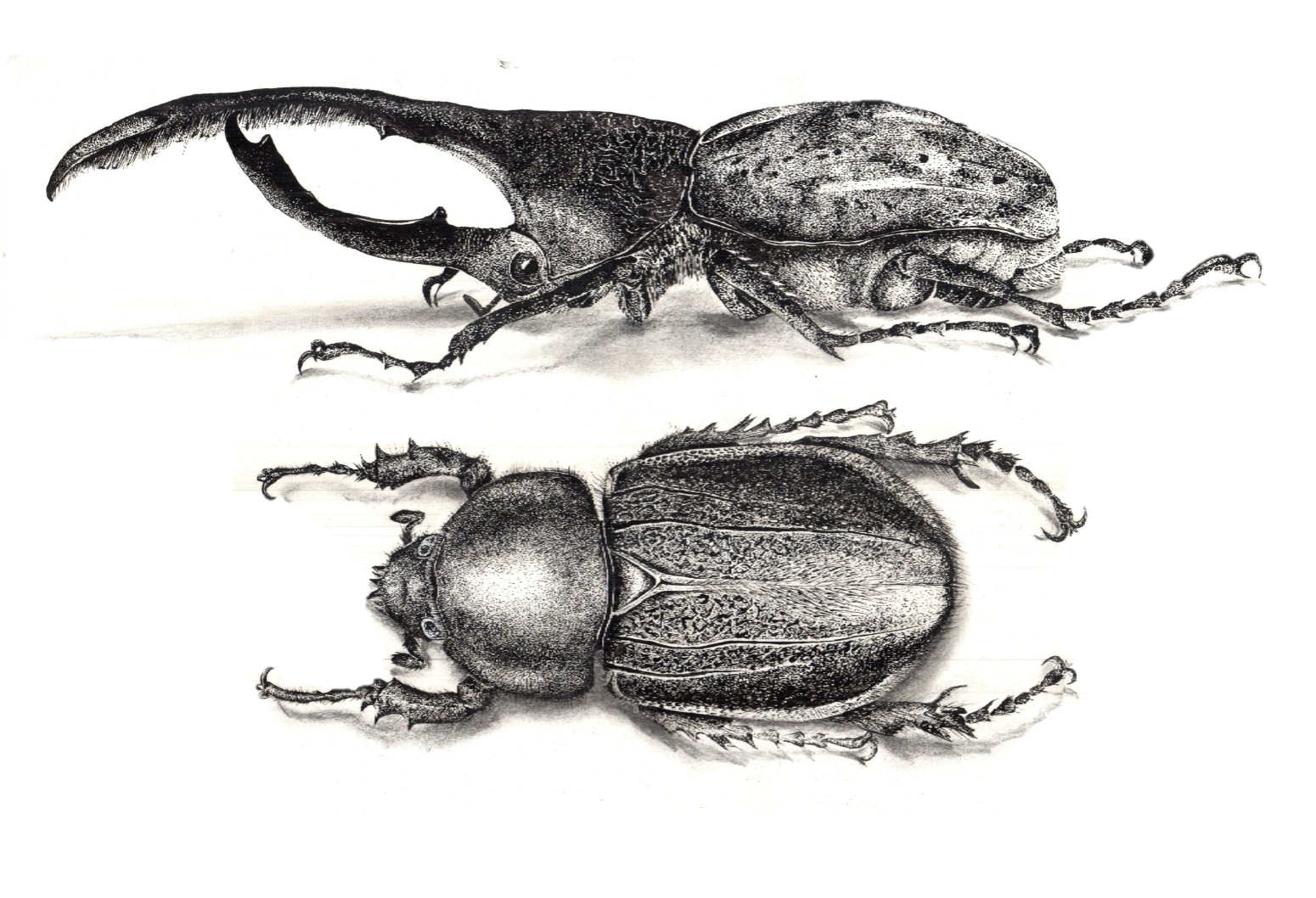 Жук Выжигание