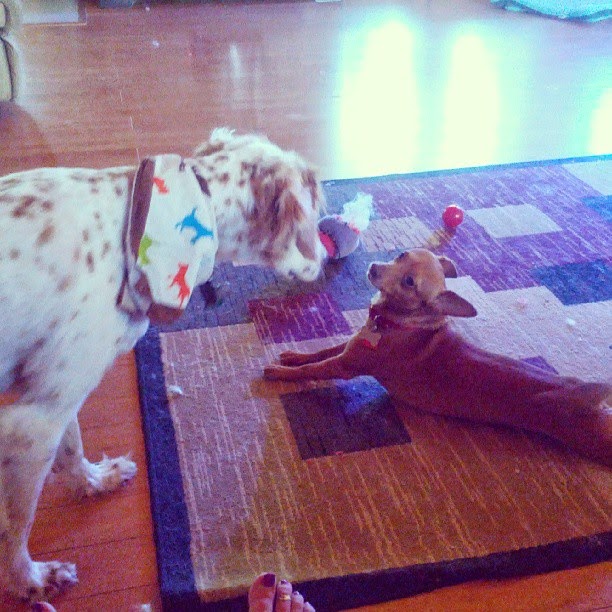 Wiston – This Week’s House Guest