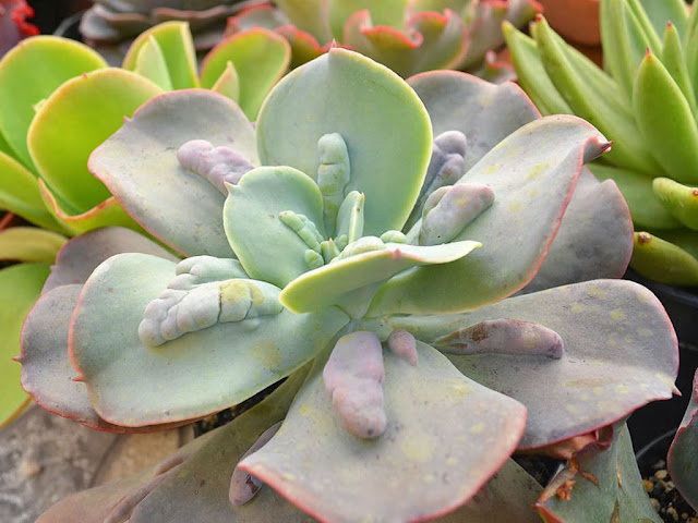 Echeveria gibbiflora ‘Caronculata