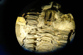 microscope fossil view Salon del Restauro Florence Italy Fortezza da Basso