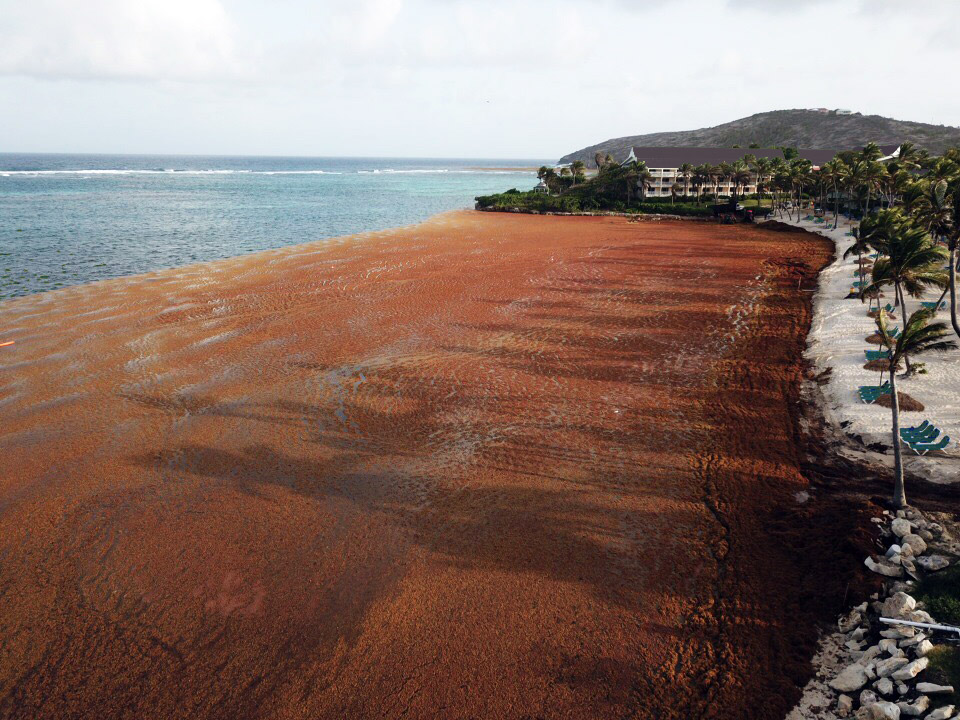 GEI Works Blog The Massive Sargassum Seaweed Bloom of 2018 What It