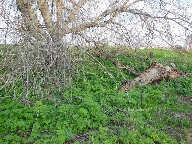 Poisonous Plants in Larry Moore Park, Paso Robles