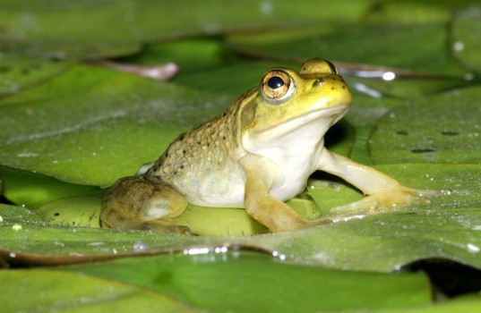 rana