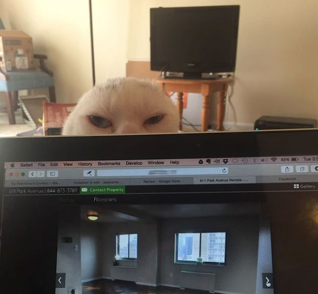 Безухий кот Безухий кот