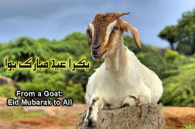 Bakra Eid Funny HD Images Downlaod Bakra Eid Funny HD Images Downlaod