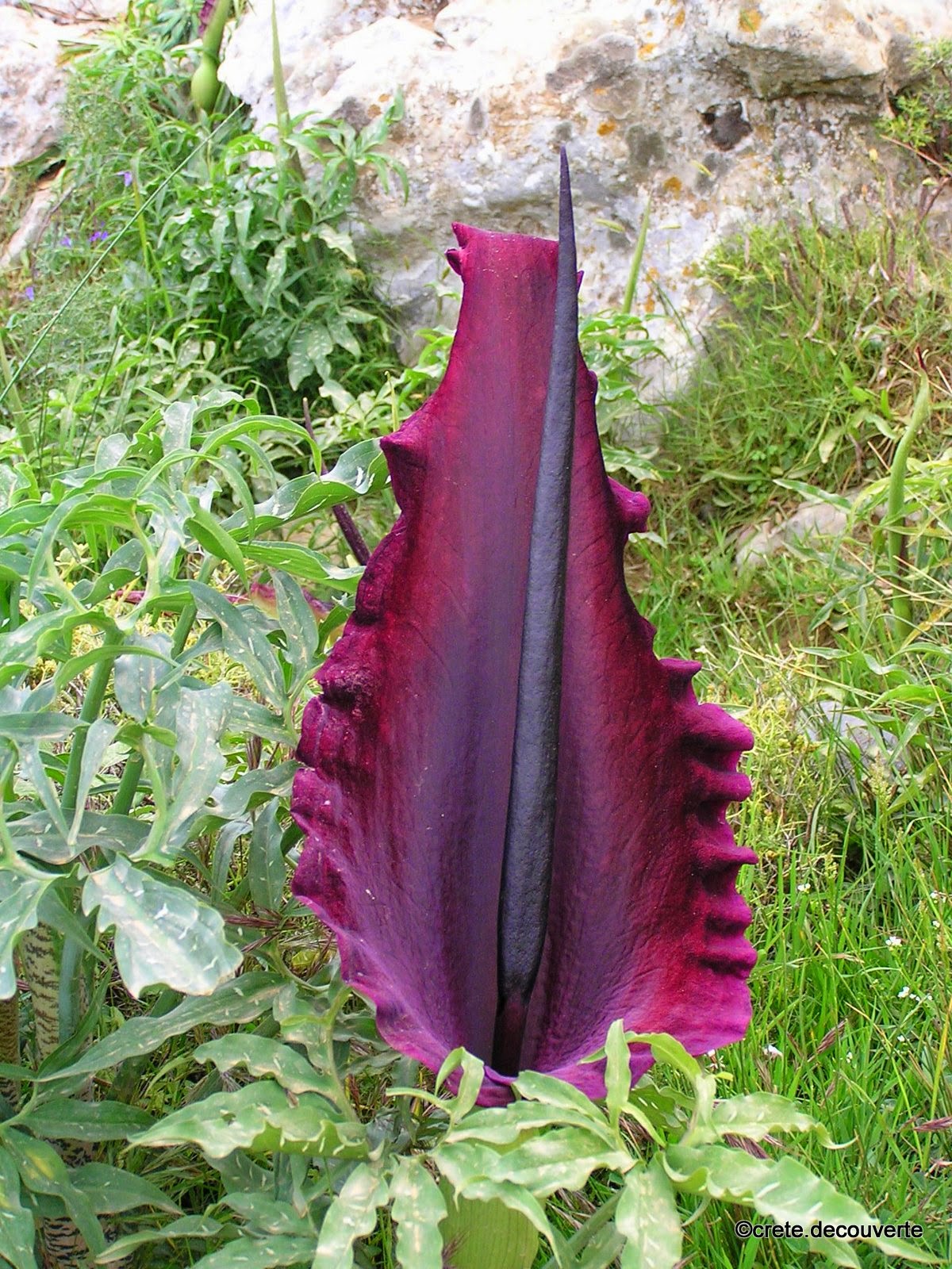 Flore de Crète: Dracunculus vulgaris - Arum petit dragon