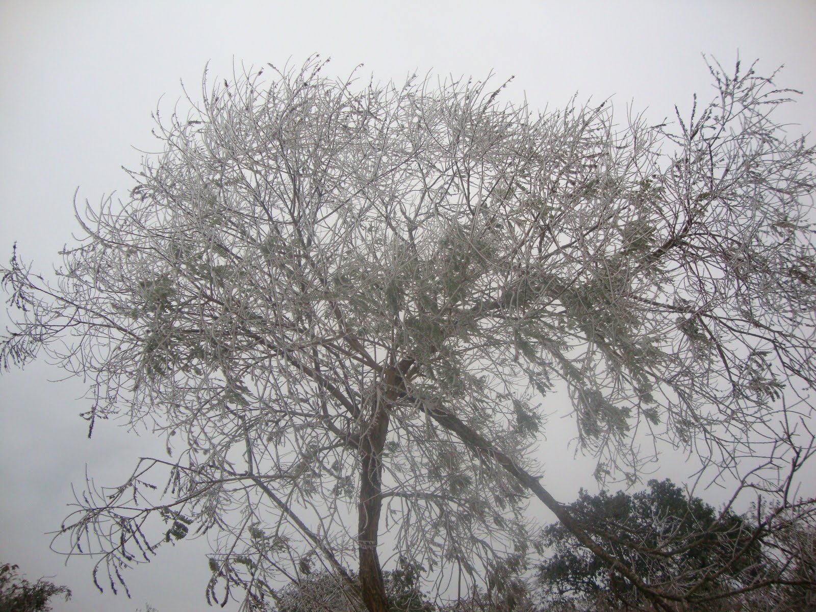 Antiguo Morelos, Tam.: febrero 2011