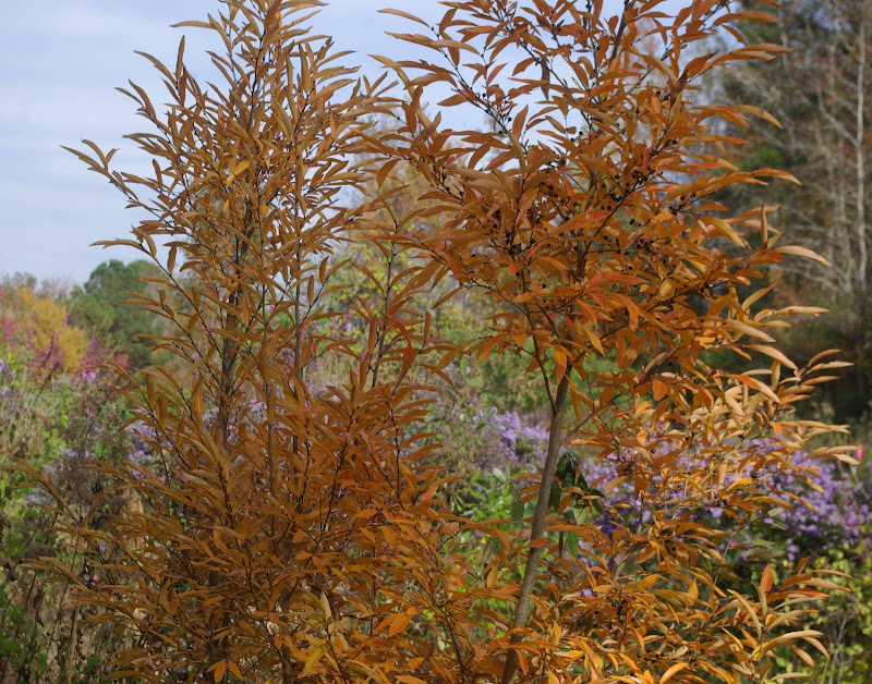 VA have leaves yellow what in maple Floyd trees fall, the