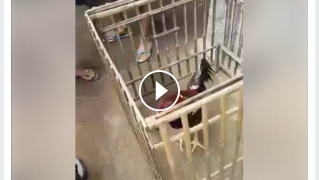 VIDEO: Polisi Ini Seorang Diri Lindungi Pencuri Ayam Dari Amuk Massa Yang Main Hakim Sendiri