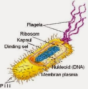 contoh makalah biologi contoh makalah biologi