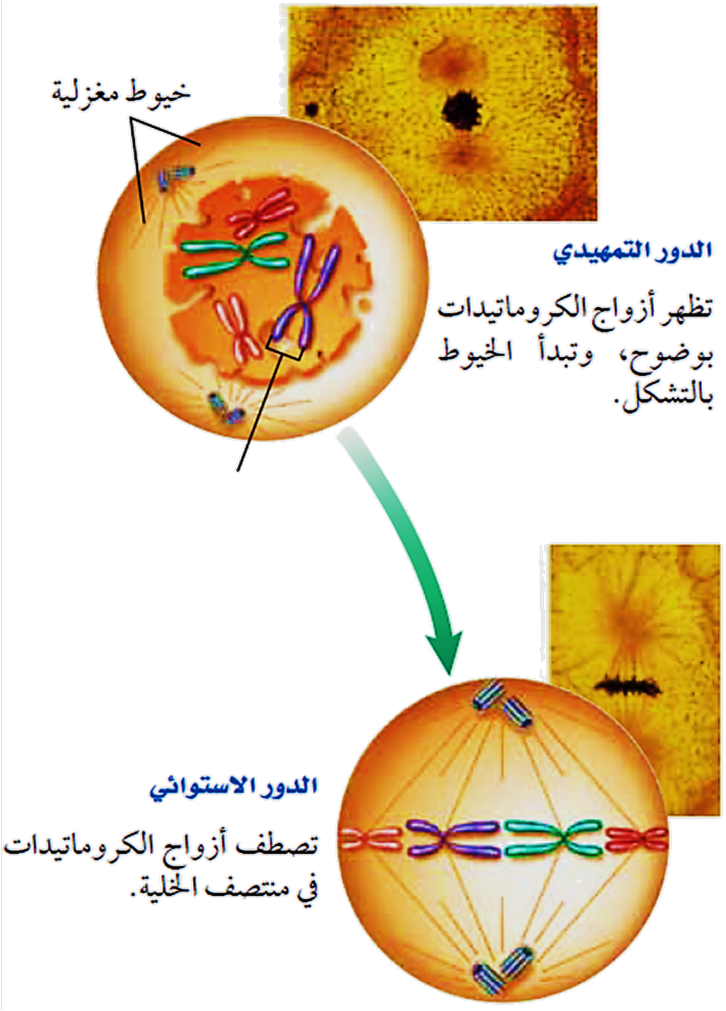 في الطور الاستوائي تصطف الكروماتيدات في وسط الخلية .