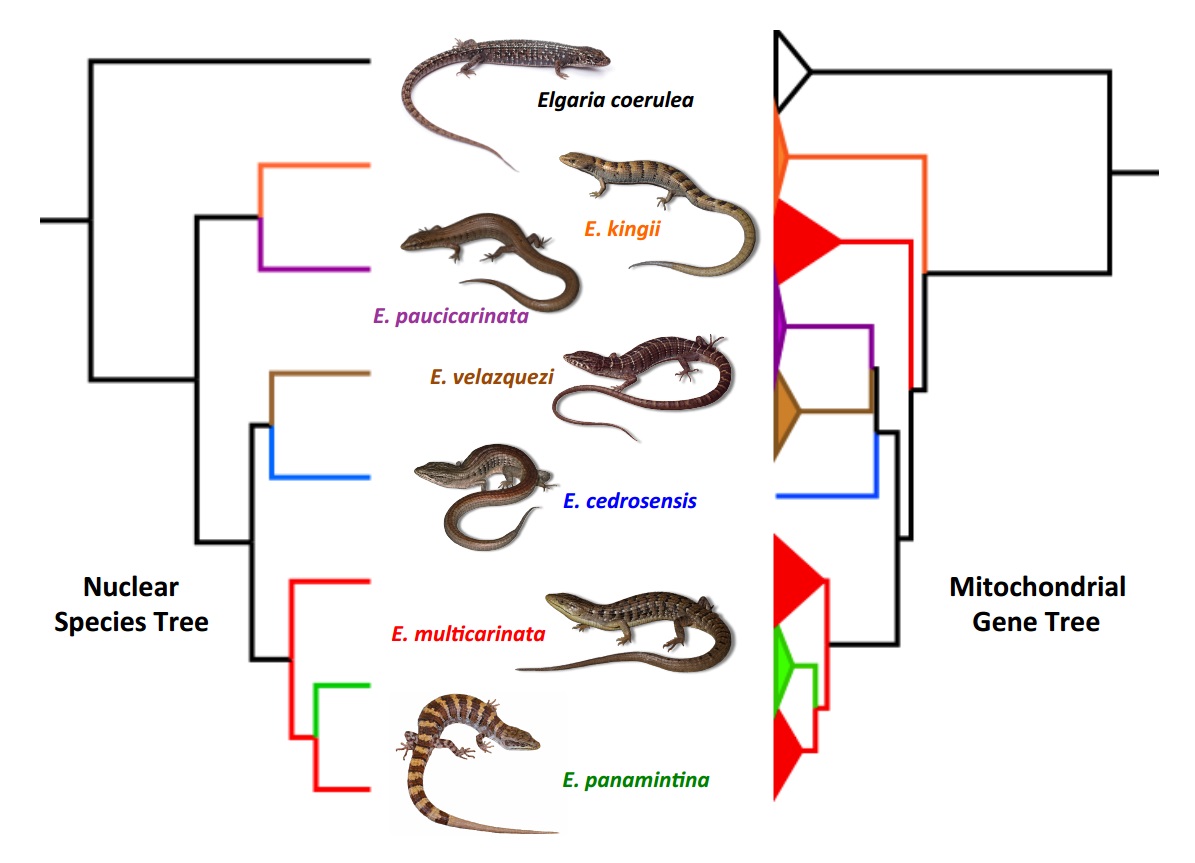Species New to Science [Herpetology • 2017] Multilocus Phylogeny of
