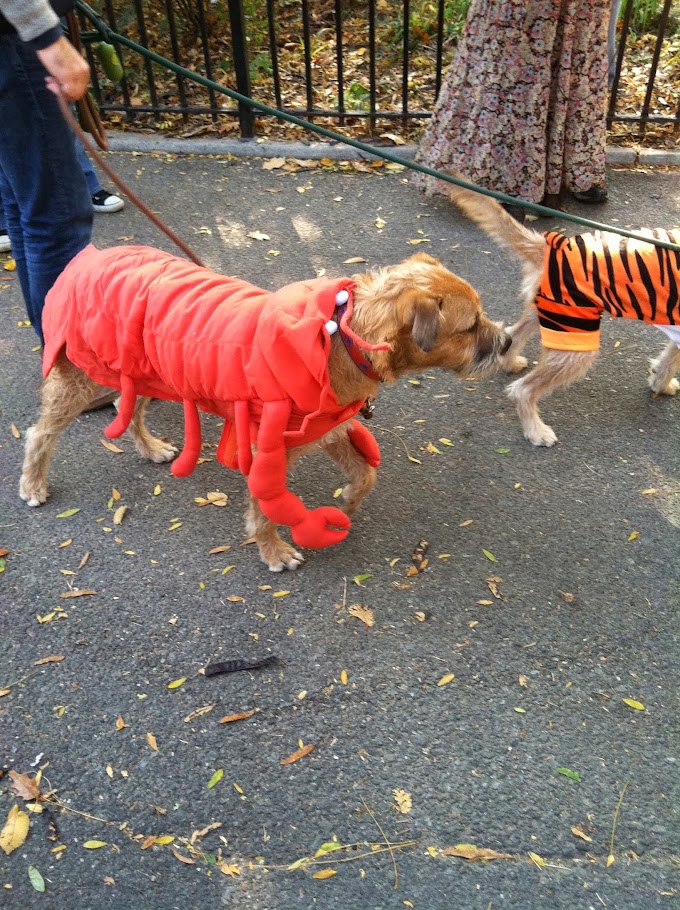 2013 Halloween Pet Parade in Pictures!