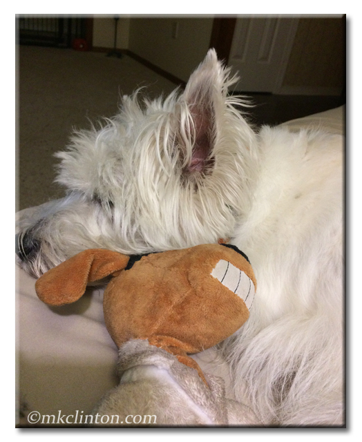 Pierre Westie snuggles with his Max the dog.