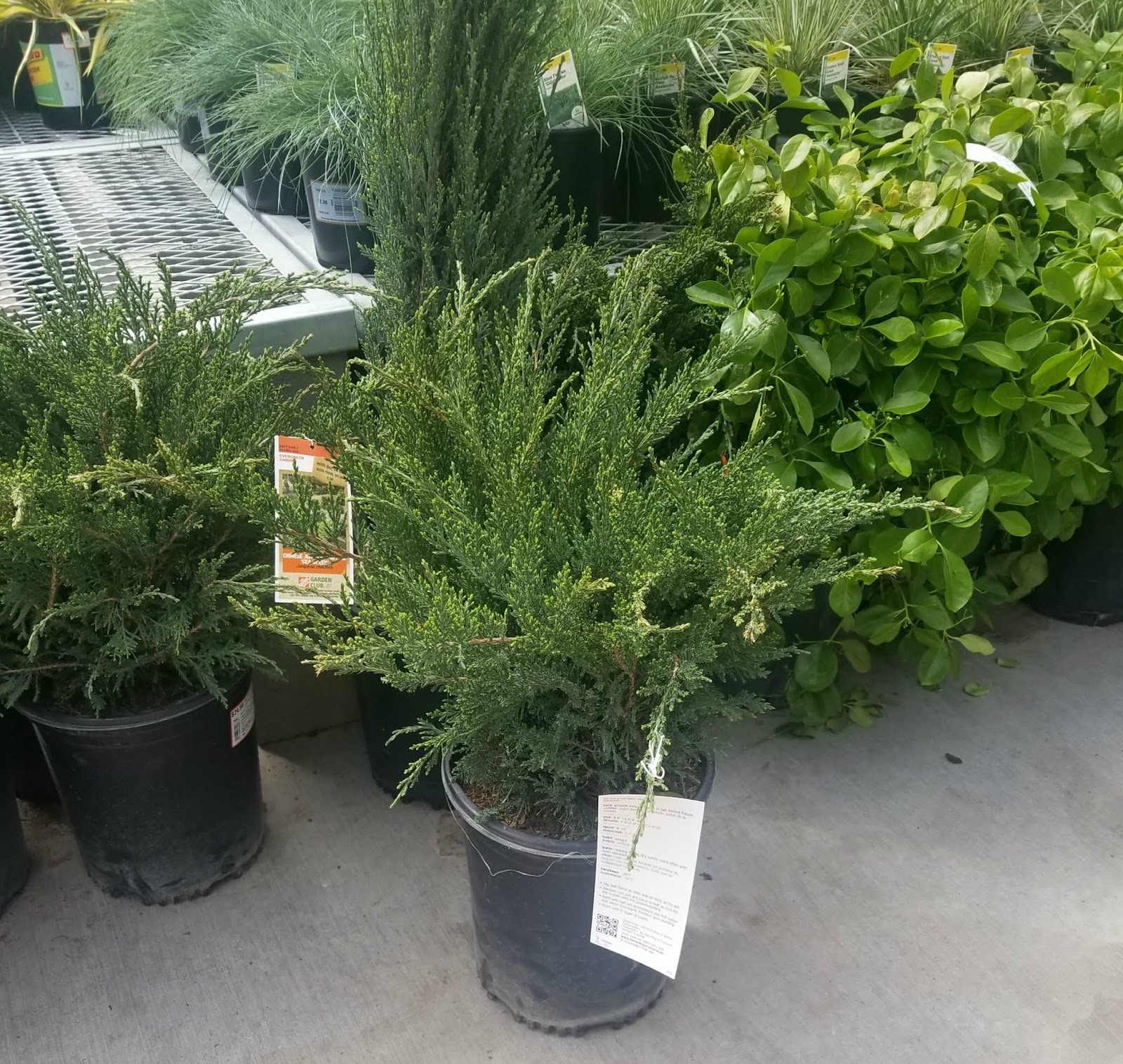 Gloria York S Blog Planting A Small Front Shady Garden