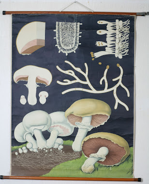 vintage mushroom chart