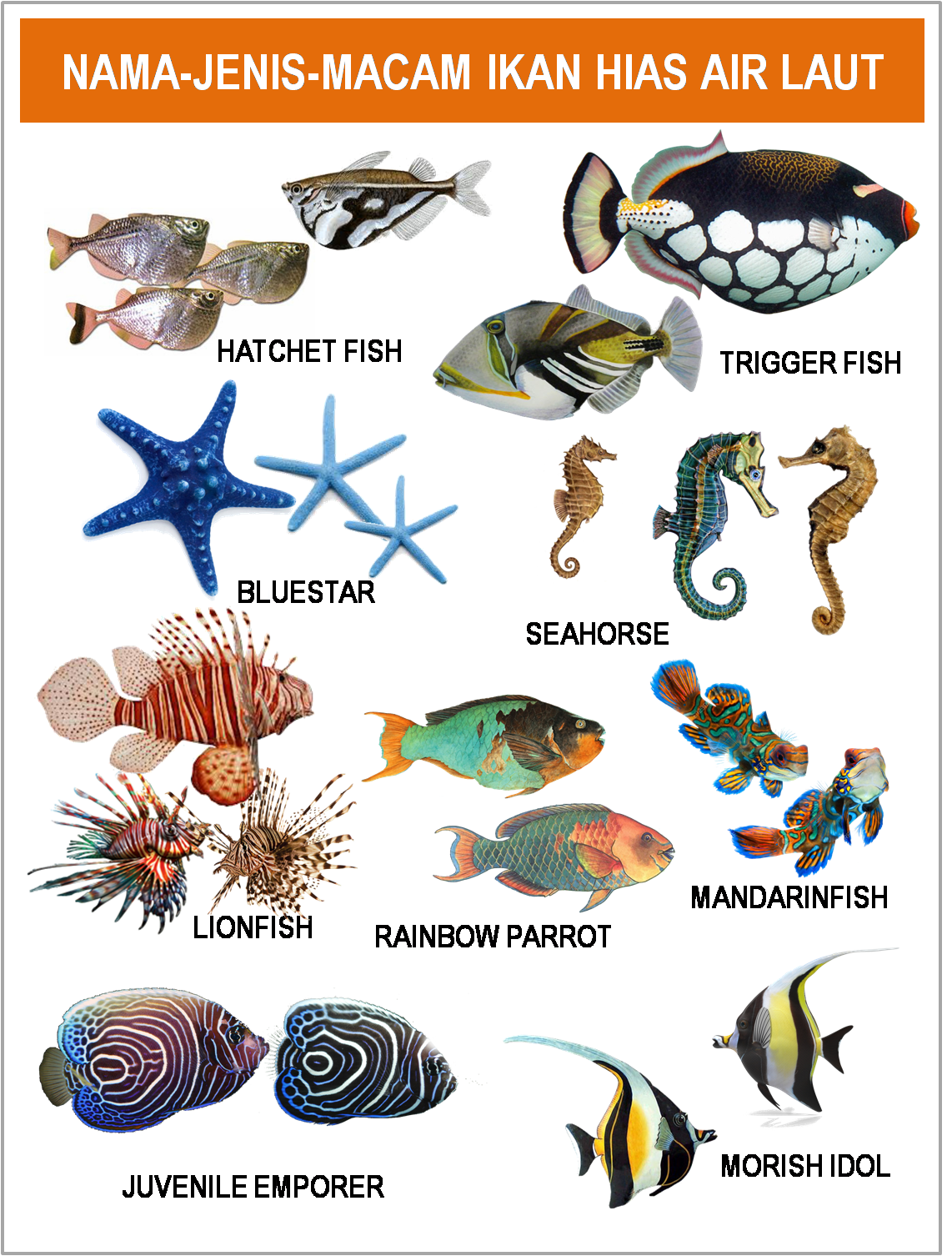 5600 Nama Gambar Hewan Hewan Laut Terbaru