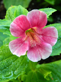 Pink Schizanthus Poor Man's Orchid Allan Gardens Conservatory 2015 Spring Flower Show by garden muses-not another Toronto gardening blog 