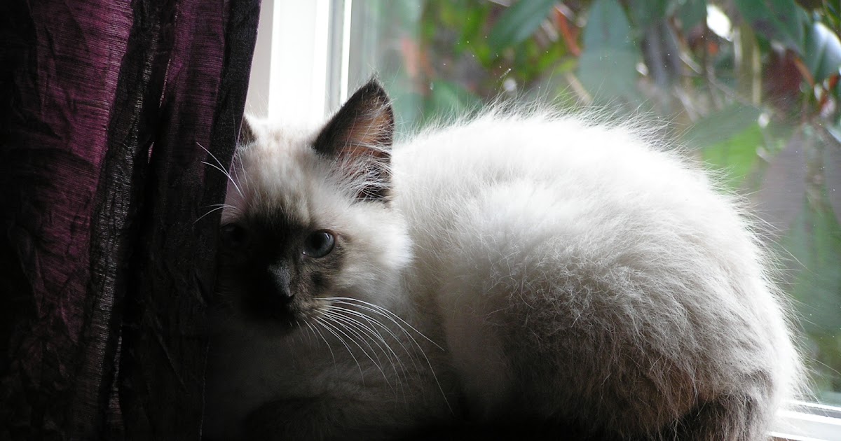 A Life Unprocessed Homemade Kitty Litter